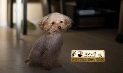 属相狗一生的贵人到底是谁