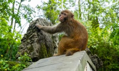 属猴2018年事业运怎么样？哪几个月运势最好？