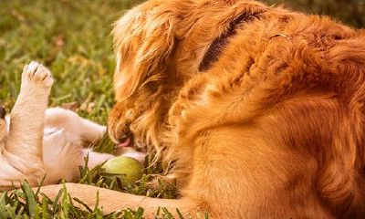 2022年属狗的重要贵人到底是谁