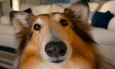 1970年属狗人始终最火的颜色