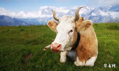 1973年出生的生肖牛在2023年财富运势分析