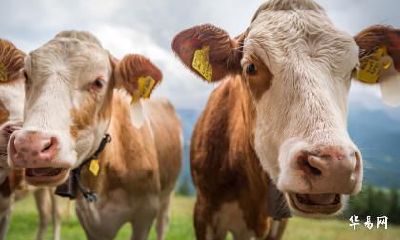 1997年26岁属牛人2023年感情运势好不好？