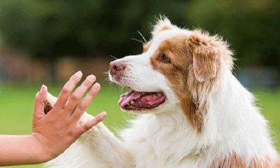 梦他人放狗咬我