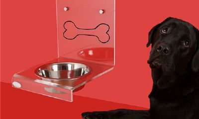 梦见喂狗但又被狗咬