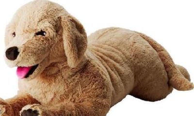 梦见被大黑狗咬腹部