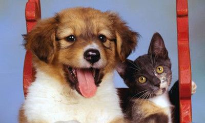 梦见狗狗跟自己讲话