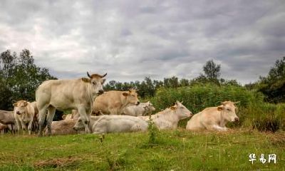 2023年哪个月最适合属牛人结婚？属牛人2023年婚姻运势