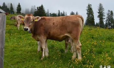 生肖属牛的人在2023年搬家乔迁好不好？属牛人搬家要注意什么？