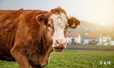 属牛人2023年运势好不好？有没有好事情发生？