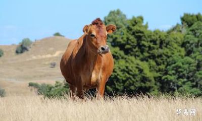 73年属牛的2023癸卯年婚姻有灾难吗？感情好吗