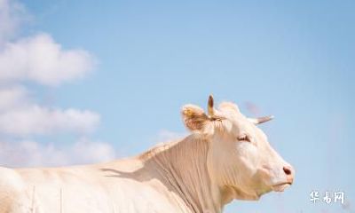 老公属虎我属牛在2023年生属兔的宝宝好吗？