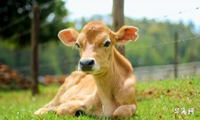 两个人都属牛可不可以在2023年结婚办酒？