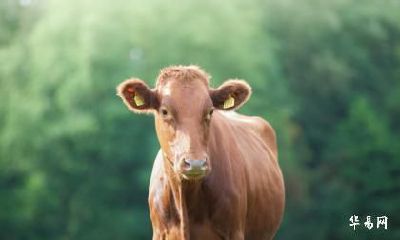 老公和我都属牛在2023年兔年怀孕生宝宝好不好？