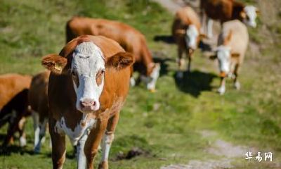 属牛人跟属龙人在兔年2023年结婚好吗？属牛跟属龙结婚幸福吗？