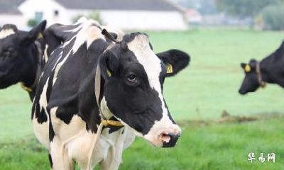 老公属龙我属牛2023年生宝宝怎么样？属兔宝宝跟属牛人合吗？