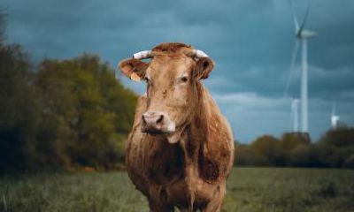 属牛的人怎么面对父母的催生？