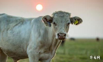 生肖牛跟生肖蛇可不可以在2023年兔年结婚办婚礼？