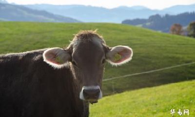 属牛人2023年农历十二月结婚好日子是哪几天？