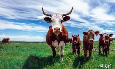 老公属猴我属牛今年2023年怀孕生孩子好吗？