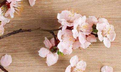 12生肖该如何催旺自己桃花运