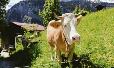 1973年牛贵人在哪里？1973年出生的生肖牛好吗？