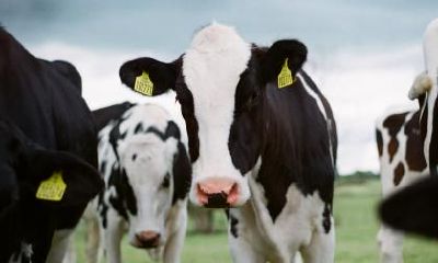 属牛未时出生的女孩克夫？生肖牛的优点有哪些？