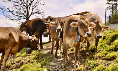 1997年生肖牛的贵人是谁？是哪几个生肖？