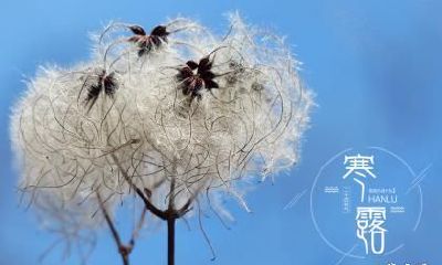 牛年寒露出生的是好命人吗？几点出生的牛宝宝好