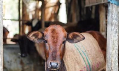 属牛的人最无法释怀的事情是什么