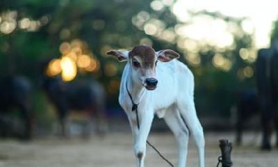 属牛的人2021年可以换工作吗,生肖牛本命年跳槽好不好?