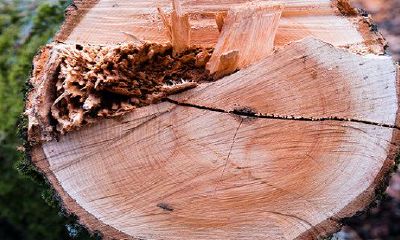 2022属羊的今年多少岁