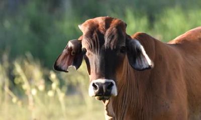 属牛的人2021年的吉祥物是什么,戴什么招财?