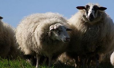 属羊的今年多少岁2022年