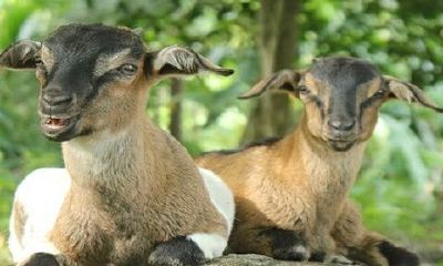 79年属羊大灾2022年怎样化解