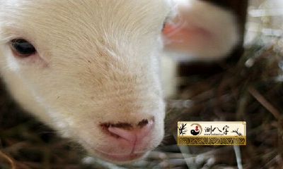 91年属羊2022年后半年运势详细说明