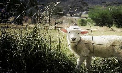 1967属羊2022最难捱的一年为什么