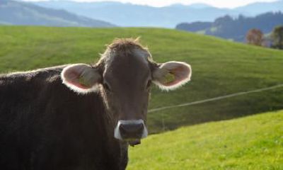 属牛的人2019年年底前能不能转运？运气好不好？