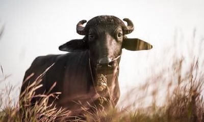 属牛的人2019年离过年的时间里运气怎么样？