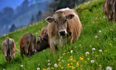 生肖牛的六合贵人是什么生肖？2019年属牛贵人运好不好？