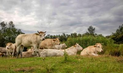 2018年6月属牛的人运势详解