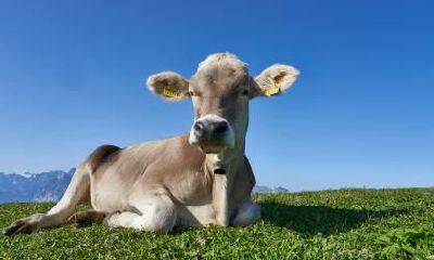 生肖牛元旦节出生好不好，命运如何？