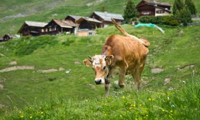 属牛的人2020年运程