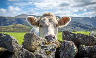 属牛的人2017年下半年运程详解