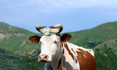 属牛最无法释怀的事是什么