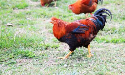 属鸡人的“后半生”，尤其69年，81年，93年的！家里有没有