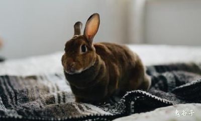 1987年的属兔人一生转折点在哪一年？最难熬的是哪年？