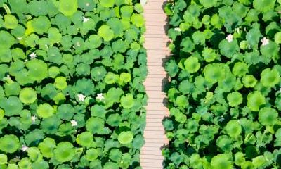 雨水是什么季节的节气？2022年雨水订婚好吗？