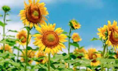 2022年雨水节气不能做什么？有什么禁忌？