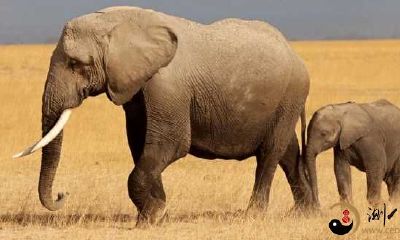 梦见大象和大象