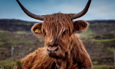 本命年牛戴哪些好转运